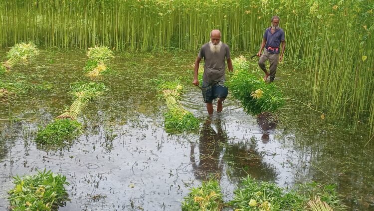 নওগাঁর আত্রাইয়ে সোনালী  আঁশ বাহির করতে ব্যস্ত কৃষক
