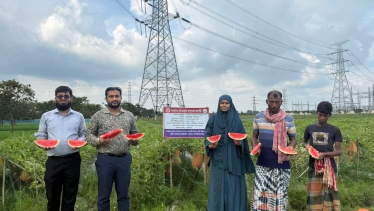 নাচোলে অসময়ে তরমুজ চাষে সাফল্যের হাতছানি নতুন প্রযুক্তিতে কৃষকের স্বপ্ন পূরণ, বদলে যাচ্ছে গ্রামীণ অর্থনীতি