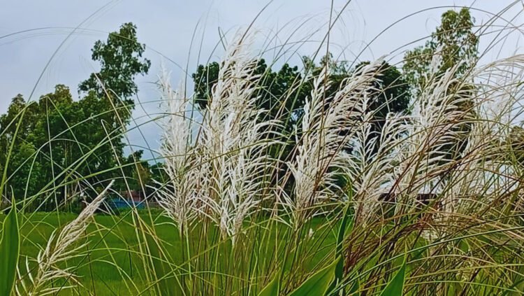 দুমকী উপজেলায়,  প্রকৃতি থেকে হারিয়ে যাচ্ছে অপরূপ কাশফুল