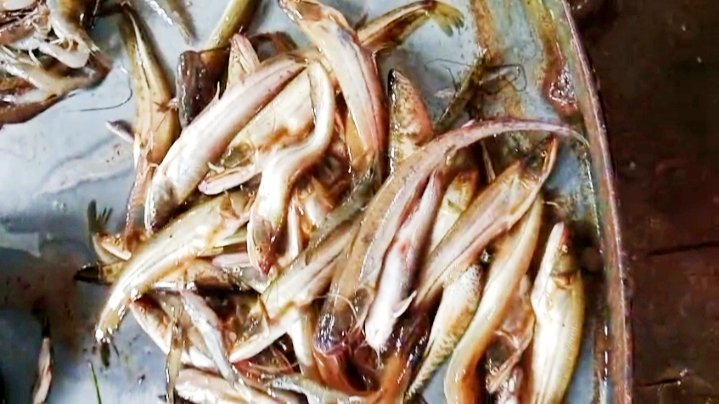 বেতুয়া খালে নিষিদ্ধ জালের দাপটে বিলুপ্তির পথে দেশি মাছ