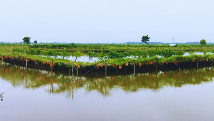 বটিয়াঘাটায় অফসিজন তরমুজের ফলনে এবার কৃষক খুশিনা : অতিরিক্ত বর্ষার কারণে তরমুজ ফলনে ধস