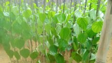 মহেশখালীতে রাতের আঁধারে পান বরজ কেটে নষ্ট — ৩ জনকে শনাক্ত করলেন ভুক্তভোগী কৃষক