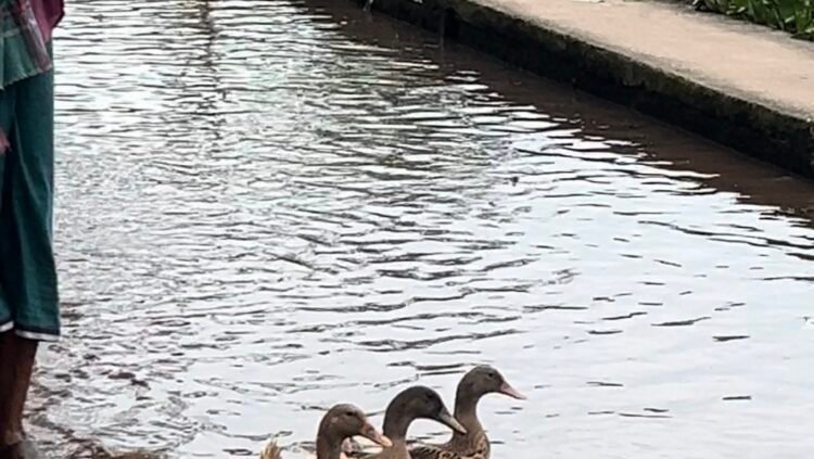 বরিশাল ৭ নং ওয়ার্ডে সাবান ফ্যাক্টরির রাস্তায় জলাবদ্ধতা: দ্রুত সংস্কারের দাবি এলাকাবাসীর!