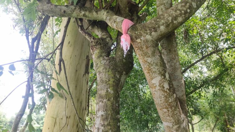 টাঙ্গাইল ভূঞাপুরে গাছ থেকে তিন সন্তানের জননীর ঝুলন্ত মরদেহ উদ্ধার!