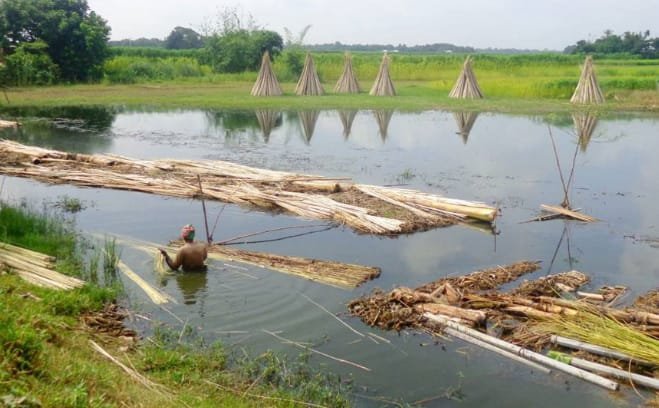 তাড়াশে চলনবিলে পাটের আঁশ ছাড়াতে ব্যস্ত কৃষক