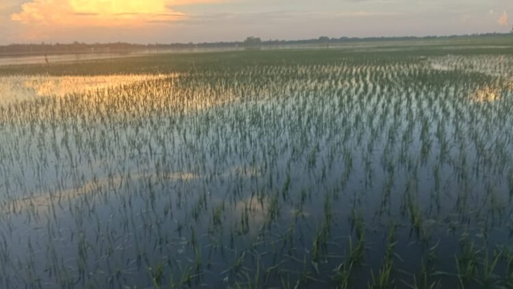 ভারতীয় সিমান্তে পানি বাধাগ্রস্থ হওয়ায় জোংড়া ধবলগুড়িতে শতাধিক একর জমির ধান ক্ষেত গত ১৫ দিন ধরে পানিতে তলিয়ে