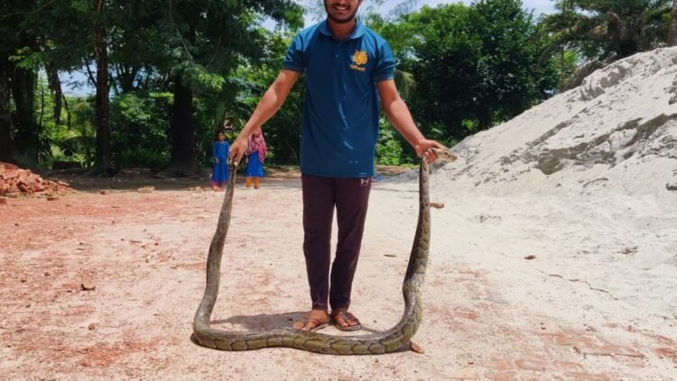 শরণখোলায় হাঁস খেয়ে ফেলা ১২ ফুট লম্বা অজগর উদ্ধার।