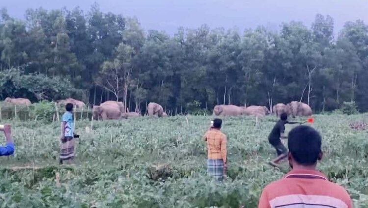 শেরপুরে তিন যুগ ধরে হাতি-মানুষের দ্বন্দ্ব, কারণ কী?