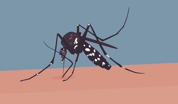 ডেঙ্গুতে ৪ জনের মৃত্যু, হাসপাতালে ভর্তি ২৪৭