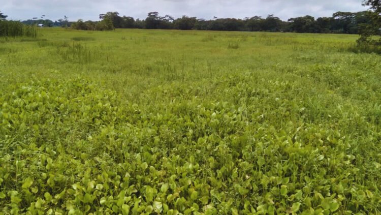 দুমকীতে বৈরী আবহাওয়ায় অতিবৃষ্টি হওয়ায় ধানের বীজ রোপন  ও চাষ করতে পারছেন না  কৃষকরা।