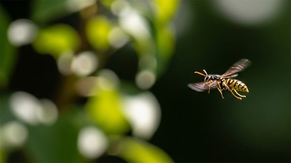 মাদারীপুরে ভিমরুলের কামড়ে নিভে গেলো শিশুর জীবন