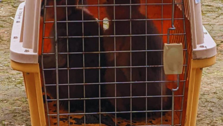 বিরল প্রজাতি ৪ মুখপোড়া হনুমান অবমুক্ত করল বন বিভাগ