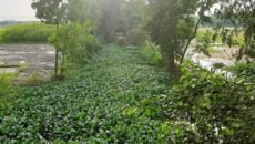 চান্দিনায় সরকারি বরাদ্দে হরিলুট, মিলল চাঞ্চল্যকর তথ্য