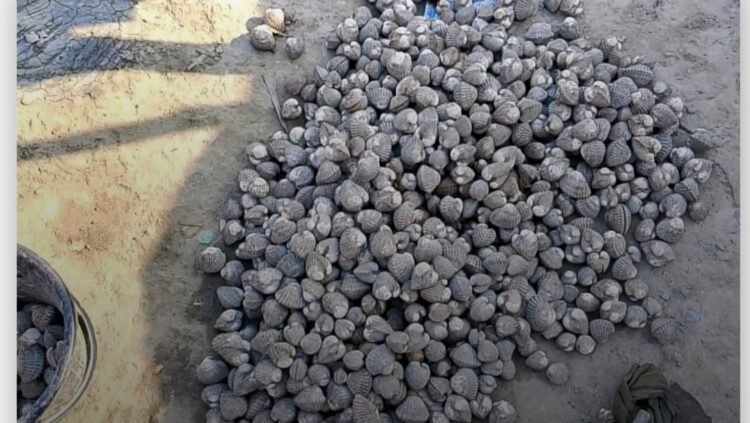 সাতক্ষীরা সুন্দরবন রেঞ্জে শামুক পাচারে নতুন আতঙ্ক,জীববৈচিত্র হুমকির মুখে