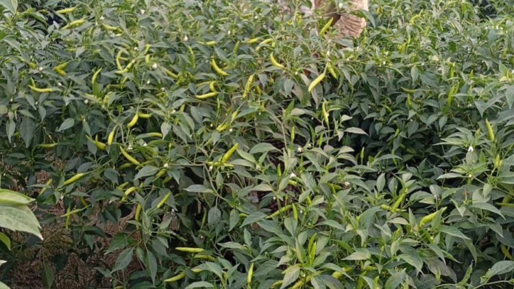 নাচোলে মালচিং পদ্ধতিতে মরিচ চাষে সেন্টুর বাজিমাত