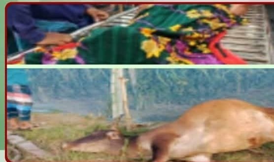 কোটচাঁদপুরে ড্রাগন বাগানের বিদ্যুৎস্পৃষ্টে গরু সহ ১ জনের মৃ\ত্যু ও আহত হয় একজন