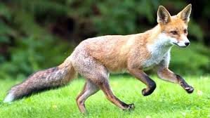 কালাইয়ে শিয়ালের কামড়ে শিশুসহ আহত ঌ