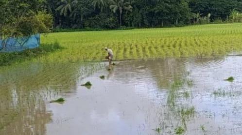 দুমকি উপজেলায়,  আমন রোপনে কৃষকদের ব্যস্ততা