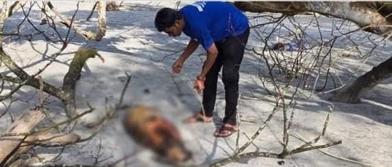 পটুয়াখালীর কুয়াকাটায় ফের ভেসে এলো ১০ ফুট লম্বা মৃত ডলফিন