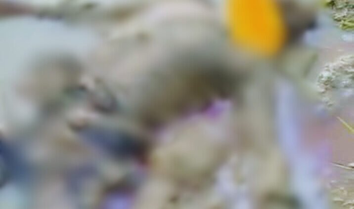 বাহুবলে   ডাকাত জামালের লা*শ উদ্ধার