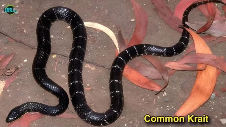 বাংলাদেশে সবচাইতে বেশী মানুষ মা*রা যায় এই কালাচ সাপের কামড়ে৷