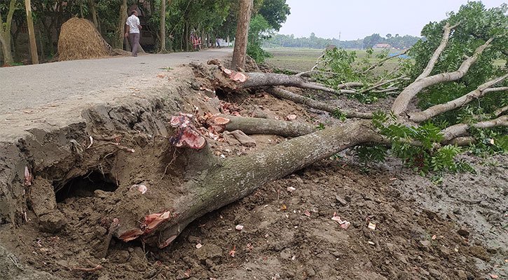 সাতছড়িতে গাছ কাটা,র উৎসব