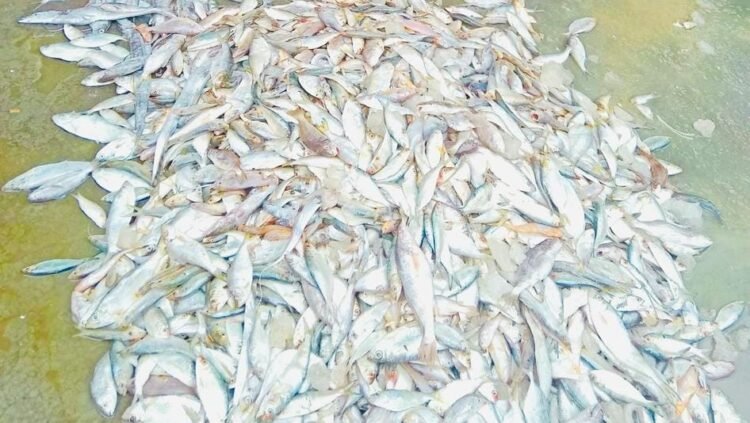 দুমকী উপজেলায়, পিরতলা বাজারে,  সিন্ডিকেটের কবলে মাছ-সবজি বাজার, ক্রেতাদের নাভিশ্বাস