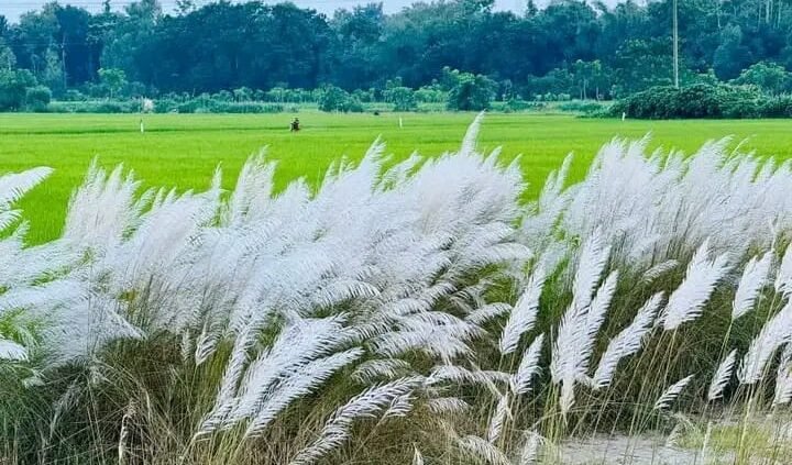 বাডারাঘাটে শরতের আগমনী বার্তা — কাশবনে সেজেছে শেরপুরের প্রকৃতি