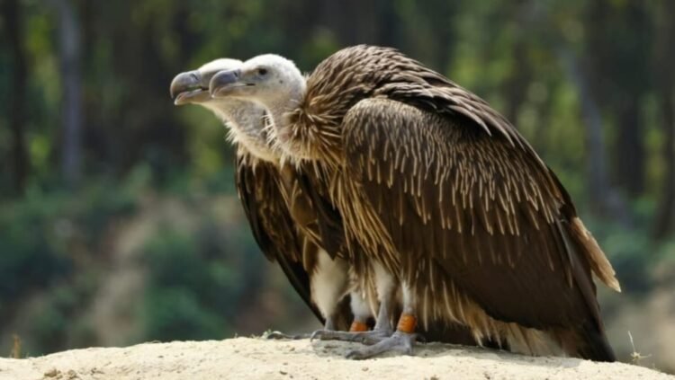 বণেই  অস্তিত্ব সংকটে শকুন  খাবার নেই রেস্তোরায়