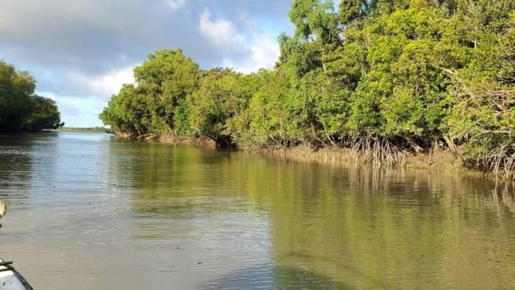 নতুন উদ্যোগ নিয়েছে সুন্দরবন সু রক্ষায়