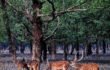 সুন্দরবনে থামছে না হরিণ শিকার শিকারীরা তৎপর নতুন নতুন কৌশল উদ্ভাবন