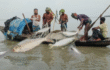 মা ইলিশ রক্ষায় নিষেধাজ্ঞায় নজরদারিতে নতুন কৌশল, দালাল চক্রের কারণে অকার্যকর প্রশাসন