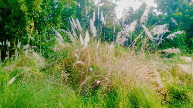 শরতের ফুলের মিলন মেলায় কাশফুলের অন্যতম ছোঁয়া