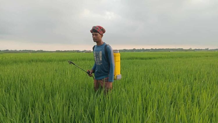 আমন ধানে পোকার হানা, দৌলতপুরে হুমকির মুখে ফলন