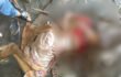 বটিয়াঘাটার দারোগাভিটা এলাকা থেকে এক মহিলার লাশ উদ্ধার