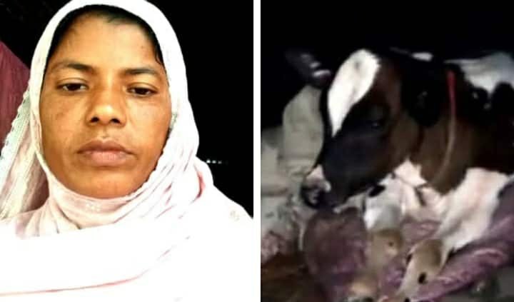 রাজাপুরে বাচ্চাগরু বলৎকার, থানায় অভিযোগ, পালনকারী ভয়ে বাড়িছাড়া