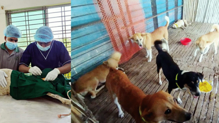 খুলনা বিশ্ববিদ্যালয় ক্যাম্পাসে কুকুরের স্পে-নিউটার ও টিকাদান কার্যক্রম শুরু