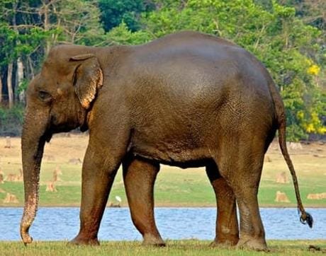দুমকী -লেবুখালী-বগা মহাসড়ক ও বাজারে হাতি দিয়ে চাঁদাবাজি ভয়, আতঙ্কে পথচারীরা
