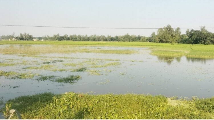 সিরাজগঞ্জের রায়গঞ্জে জলাবদ্ধতায় ৫০০ একর জমি অনাবাদি