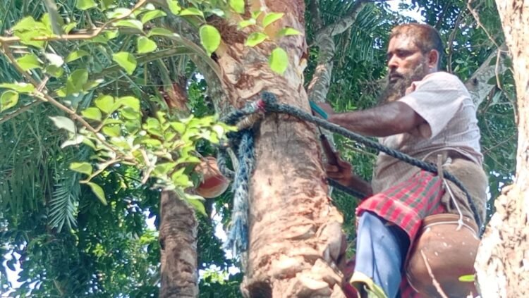 নলডাঙ্গায় খেজুরের রস সংগ্রহের জন্য খেজুর গাছ পরিচর্যায়  ব্যাস্ত সময় কাটছে গাছিদের