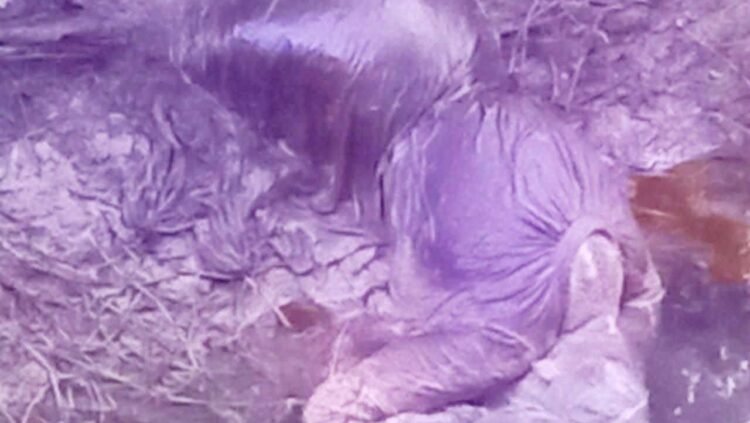 নওগাঁর পোরশা পারিলা গ্রামে অজ্ঞাত যুবতীর লাশ উদ্ধার