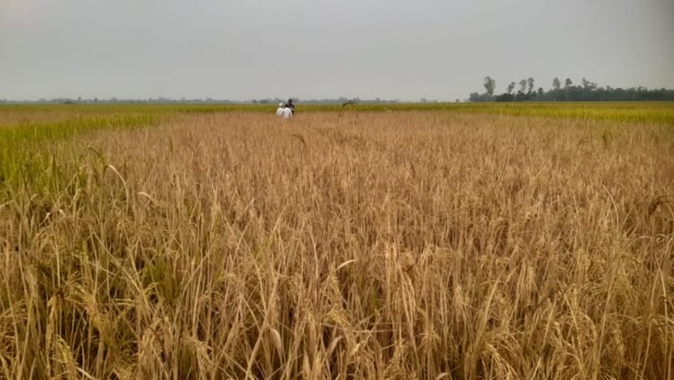 নওগাঁয় জমি নিয়ে বিরোধে আবারো ঘাসমারা বিষ প্রয়োগে আমন ধান খেত বিনষ্ট