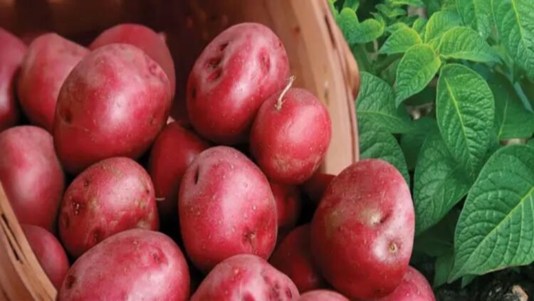 সাধারণ আলুর চেয়ে লাল আলু কতটা উপকারী?