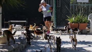 যে দেশে মানুষের চেয়ে বিড়াল বেশি