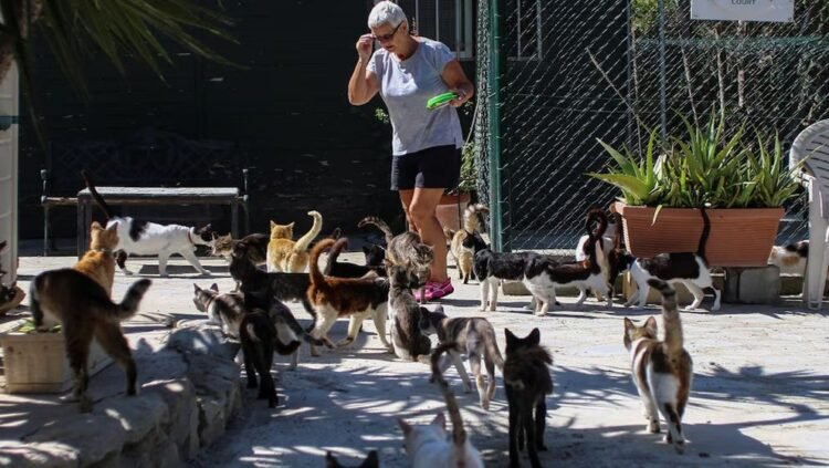 যে দেশে মানুষের চেয়ে বিড়াল বেশি