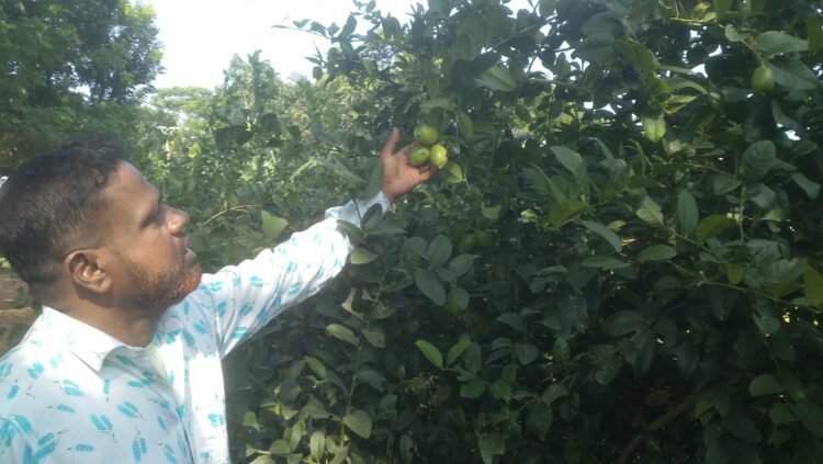 আমতলীতে এলাচি লেবু চাষে সফল চাষী সাইদুল,বছরে ৫ লক্ষ টাকা আয়