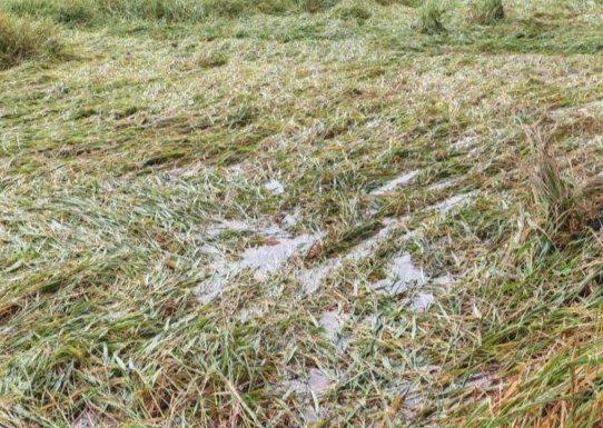 নওগাঁর আত্রাইয়ে ফসলের মাঠে জলাবদ্ধতা, কৃষকদের মাথায় হাত