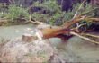 নলডাঙ্গায় জমি সংক্রান্ত বিরোধে জোর করে ১৯ টি গাছ কর্তন করলো প্রতিপক্ষ