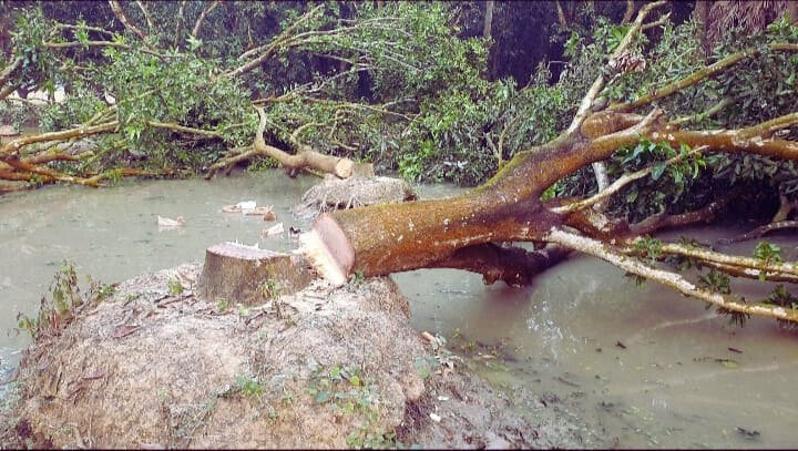 নলডাঙ্গায় জমি সংক্রান্ত বিরোধে জোর করে ১৯ টি গাছ কর্তন করলো প্রতিপক্ষ