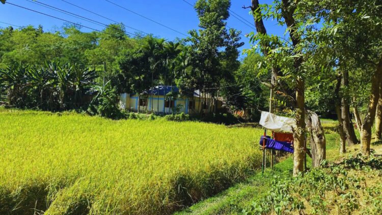 বন্যপ্রাণী থেকে ফসল রক্ষায় রাতের পাহারা